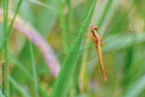 A red-faced dragonlet perched in a blade of grass