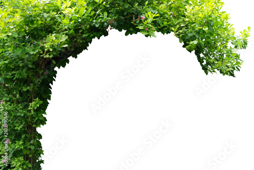 Valokuva A trellis covered in thick, lush green foliage, bathed in warm sunlight, creates a shady and tranquil atmosphere