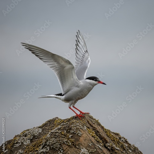 Arctic Tern Taking Flight from Rocky Perch.