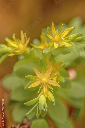 Sedum palmeri flowers en full bloom