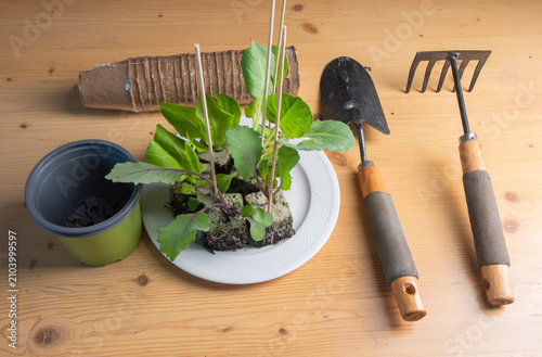 Принти на полотні Seedlings, gardening tools, and plant pots on a wooden table, depicting the proc