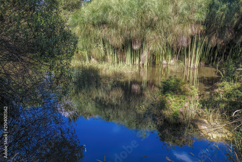 The murky water of a pond reflects the paper reed plants