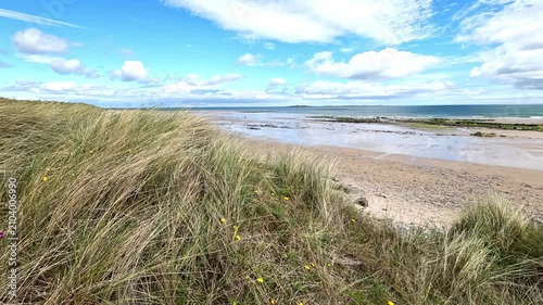Slow-motion static shot of marram grass swaying gently in the sea breeze atop the sand dunes, overlooking the sunlit shores of Seahouses Beach on a bright, clear summer day.