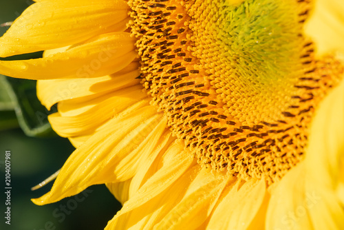 Macro detail of a sunflower flower with dew drops. Close-up view of yellow petals and a sunflower core covered with morning moisture highlighting the texture and beauty of nature