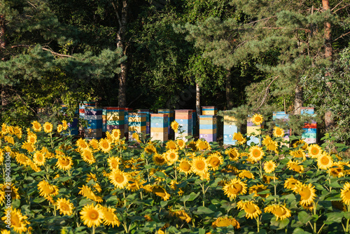 Apiary with colorful beehives behind a sunflower field near the forest. Bright rows of bee houses stand in a clearing among trees with yellow sunflowers blooming in the foreground, honey collection