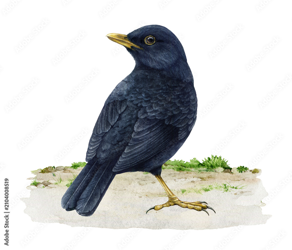 Fototapeta premium Common blackbird standing on the ground, hand painted watercolor illustration isolated on background. Turdus merula avian for branding, packaging, stationery, greeting cards and printable decor.