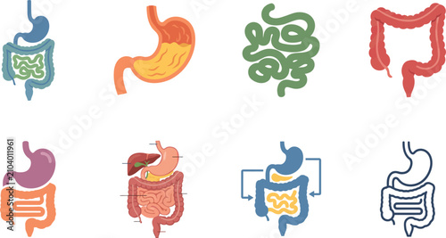 Stomach Colon and Small Intestine Flat Vector Anatomy Set