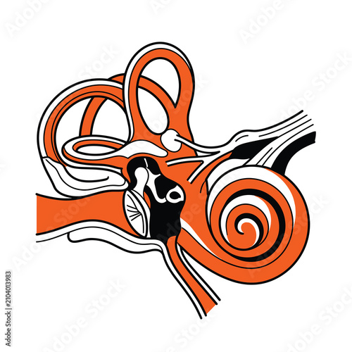 Obraz na plátně Human inner ear anatomy with cochlea and vestibular system for medical audiology