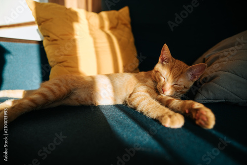 A relaxed orange cat is lying on a blue sofa, enjoying the warmth of sunlight filtering through a nearby window. The soft cushions add comfort as the feline sleeps peacefully in the afternoon light