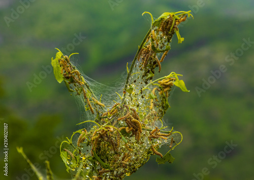 Konstfotografi Caterpillars consuming green plant leaves, creating web infestation in Gusinje,