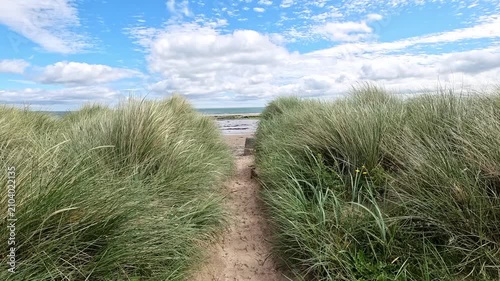 Slow-motion static shot of marram grass gently swaying in the sea breeze, with the sand dunes framing beautiful views of Seahouses Beach under a bright, sunny sky.