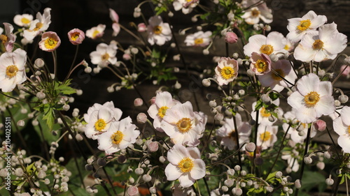 Cuadro en lienzo beautiful japanese anemones bloom in the garden