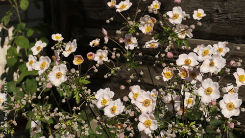 Fotografía beautiful japanese anemones bloom in the garden