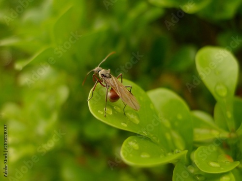 Canvastavla Close up macro shot of a winged ant insect resting on vibrant green leaf with fr