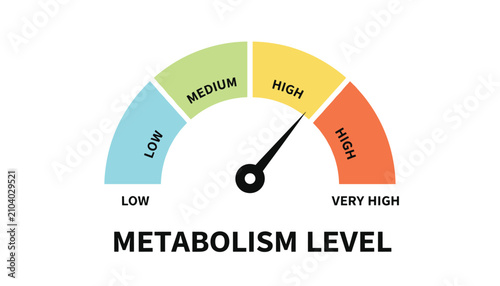 Health metabolism level indicator speedometer gauge meter dial measuring body energy burning performance from low to high.