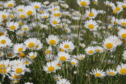 daisies in a field, Jasper National Park, Alberta