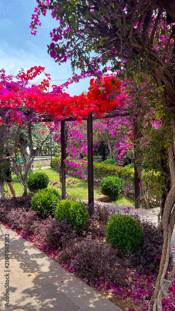 Fototapeta premium a beautiful garden with colorful flowers in Antalya city