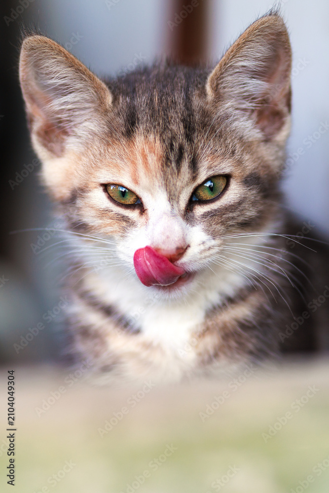 Fototapeta premium portrait of a cat