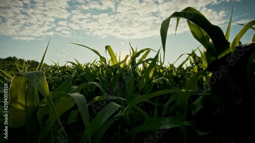 concept of crop monitoring a farmer walks through dense corn leaves and stalks in a sun-lit agriculture field, rows of golden corn stretch under high summer light as Glide moves among the crop