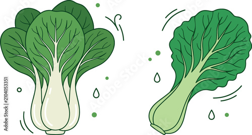 Obraz na płótnie Fresh green bok choy and Chinese cabbage vector elements set isolated on white b