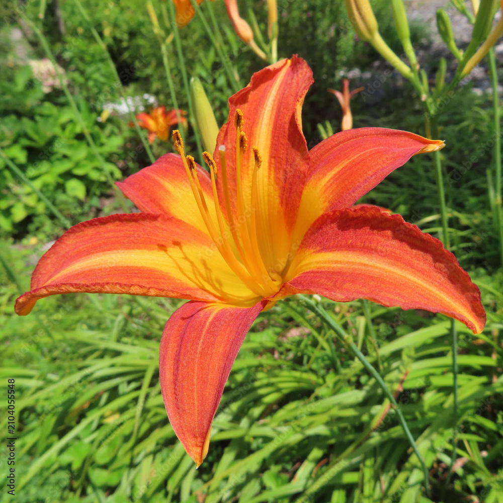 Fototapeta premium 日本で夏にノカンゾウがオレンジ色の花を咲かせています