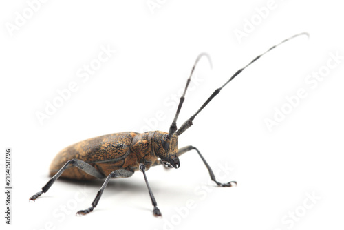 Konstfotografi The pine sawyer beetle (Monochamus galloprovincialis) isolated on white
