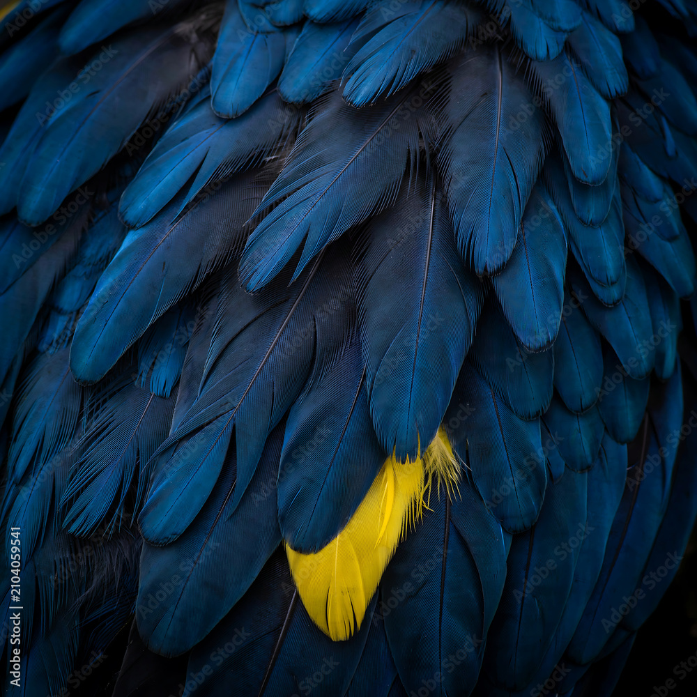 Obraz premium Blue and yellow bird feathers detailed plumage in a close up photograph