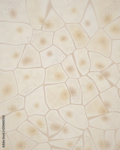 Cuadro en lienzo Microscopic view of cells with nuclei