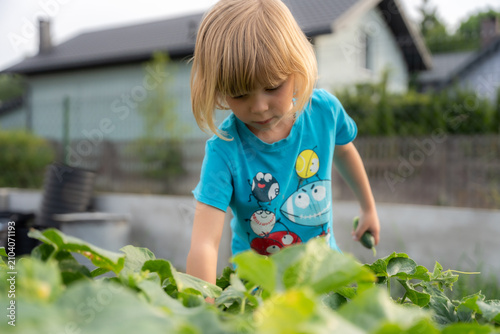 Little Girl Harvesting Fresh Cucumber In Backyard Vegetable Garden During Summer
