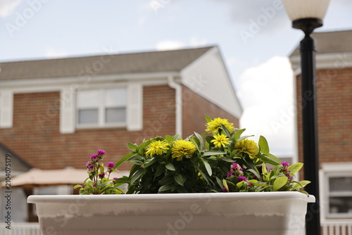 A vibrant planter box overflows with yellow and purple flowers against a residential backdrop