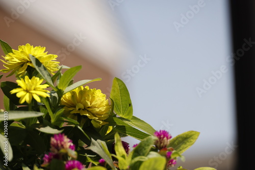 Vibrant Yellow and Magenta Blooms Flourish Under Bright Sunlight in a Garden Setting