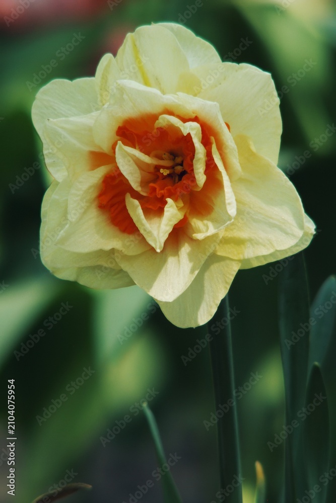Fototapeta premium Cream colored narcissus bloom highlighted by bright orange ruffled trumpet 