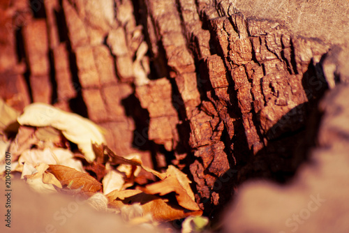 Detailed closeup of cracked old tree stump surrounded by fallen brown leaves