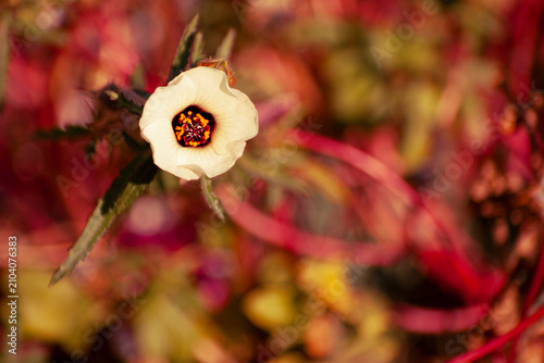 Canvastavla Cream colored roselle flower with crimson center blooming in warm autumn garden