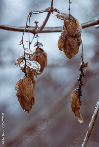 Принти на полотні Nature detail of brown hop seed pods encased in transparent layers of ice