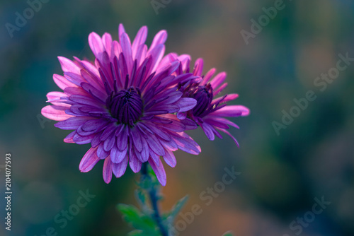 Artistic macro view of chrysanthemum flowers revealing intricate petal textures 