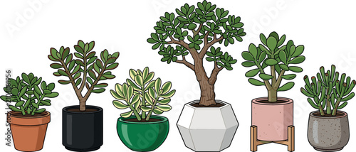 Foto Potted jade plants and money tree succulents vector illustration collection featuring diverse crassula ovata varieties in modern ceramic pots for home decor designs