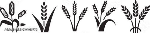 Wheat and grain crop icons representing organic agriculture and cereal harvest farming seasons