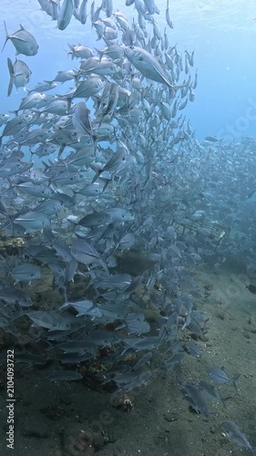 Bigeye trevally (Caranx sexfasciatus) forming a dramatic schooling tornado in open water near Tulamben, Bali. 4K UHD slow-motion underwater footage