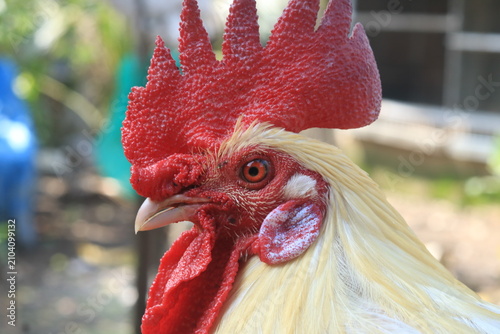 Photos Close-up portrait of a pure white rooster with a large upright crimson comb, bright alert eyes, flawless white feathers, and richly detailed facial features in natural light
