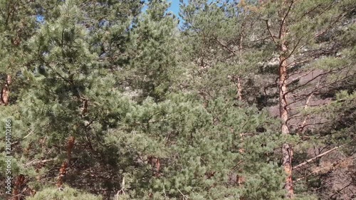 Caucasus, North Ossetia. Digoria Gorge. Pine forest.