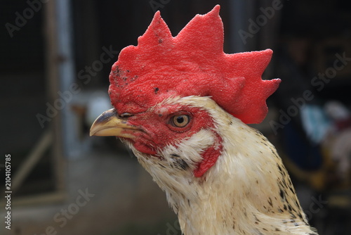 фотографія Close-up portrait of a white rooster with spotless feathers, a large upright red