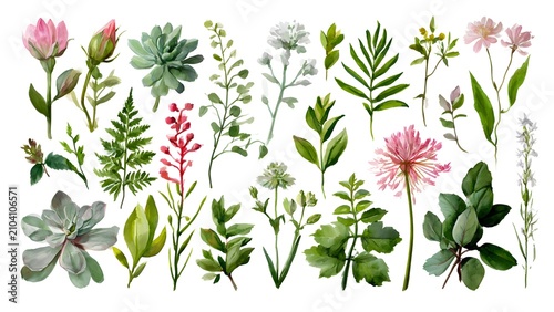 Watercolor Succulent and Flower Botanicals Collection