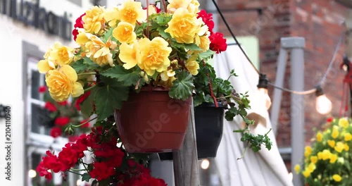 A yellow bulbous begonia in a pot sways in the wind at the entrance to an outdoor cafe