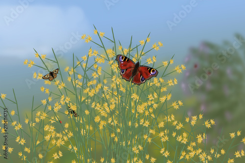 Butterfly Garden