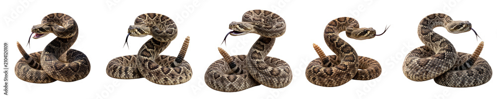 Obraz premium Set of Five Detailed Rattlesnakes Isolated on White Background for Wildlife Photography, Educational Projects, Nature Graphic Design, and Exotic Animal Illustrations