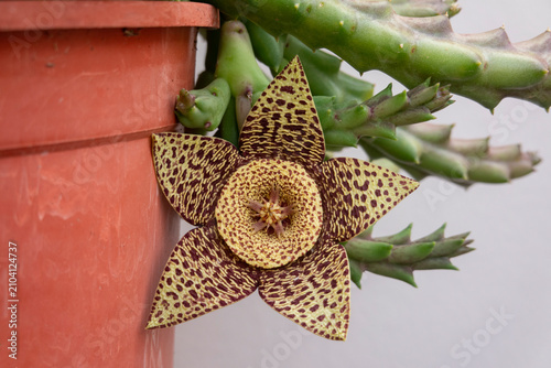Quadro su tela Close-up of a Stapelia succulent plant featuring a large, star-shaped flower with five pointed petals, featuring a yellow-green base covered with dark maroon speckles and a textured central disk