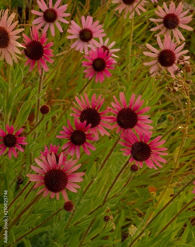 flowers in the garden