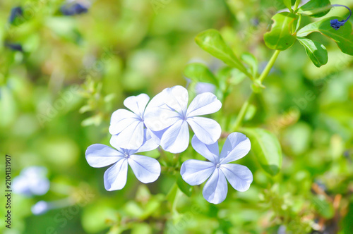cape leadwort, PLUMBAGINACEAE or Plumbago auriculata Lam or blue flower
