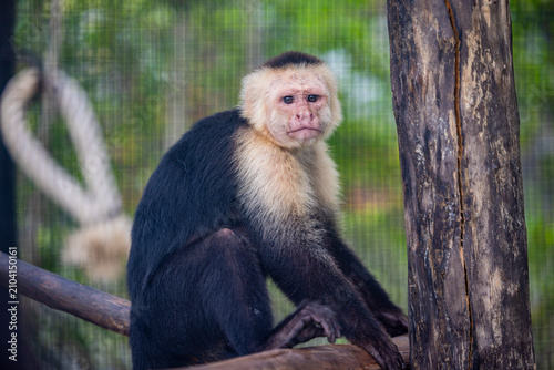 Photography A Panamanian white-faced capuchin Cebus imitator watches attentively, displaying its distinctive pale face and dark fur